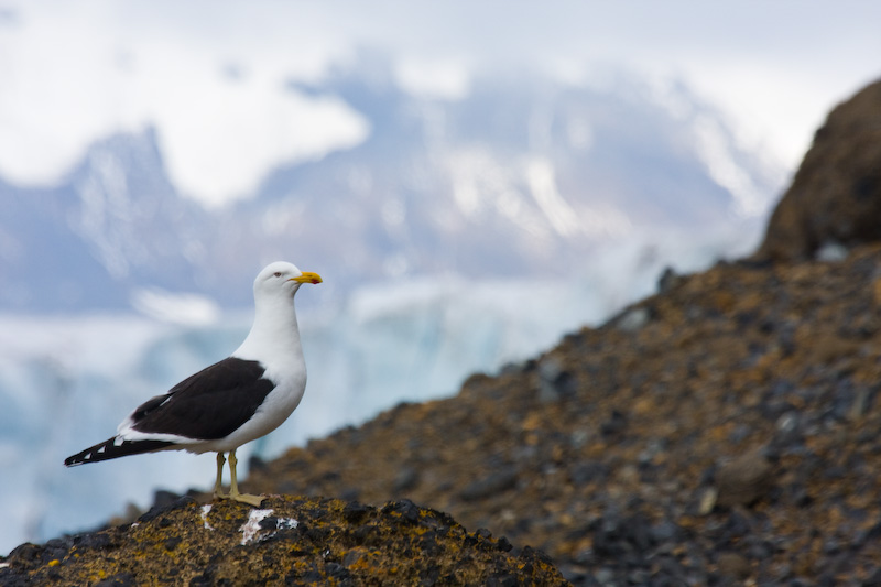 Kelp Gull